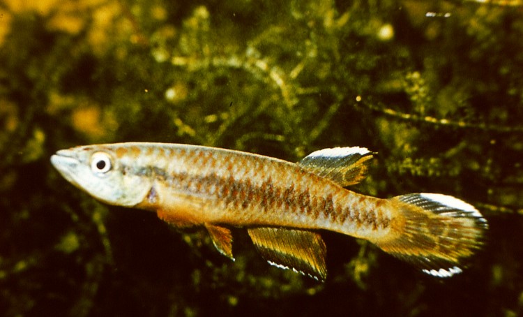 Epiplatys roloffi